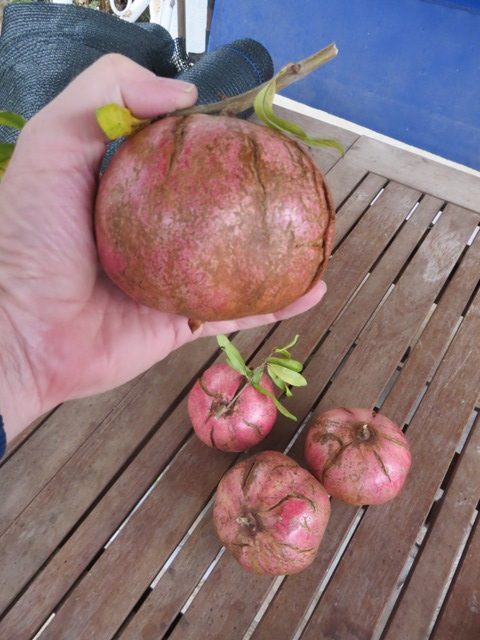 Last Pomegranate fruit of 2919